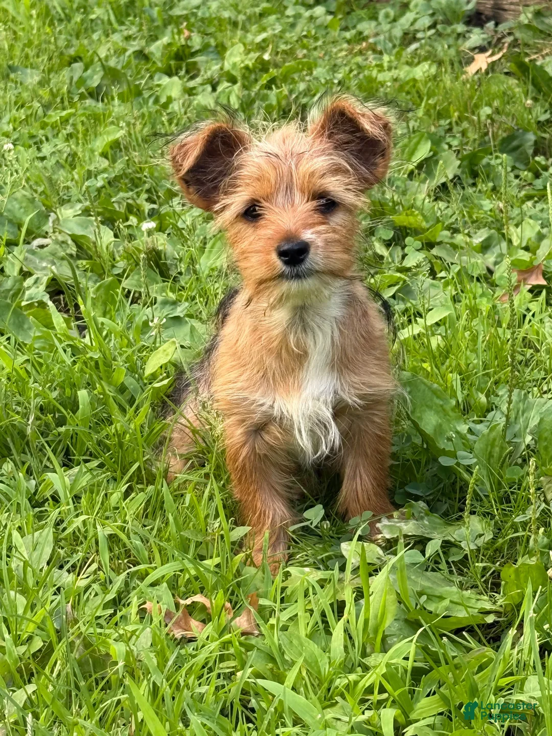 Yorkshire Terrier dogs for sale: Yorkshire Terrier 2 - Ad 2