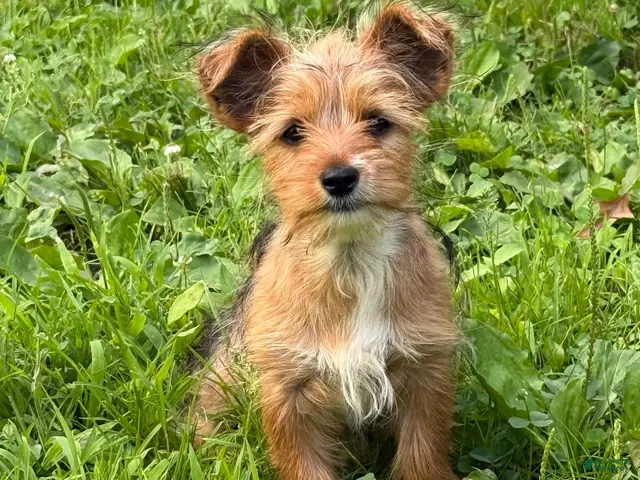 Yorkshire Terrier dogs for sale: Yorkshire Terrier 2 - Ad 2