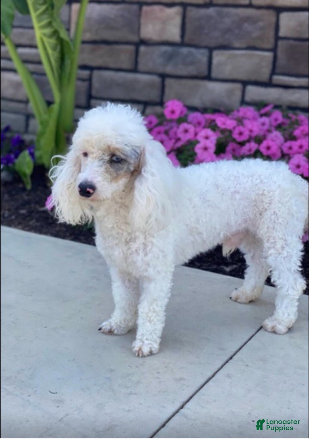 Mini Bernedoodle dogs for sale: Charlie - Ad 5