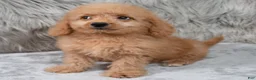 Mini Goldendoodle dogs for sale: Ranger ID: 3859 - Ad 5