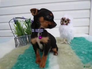 Mixed Breed dogs Mixed Breed Puppy 3 Trina - Ad 32