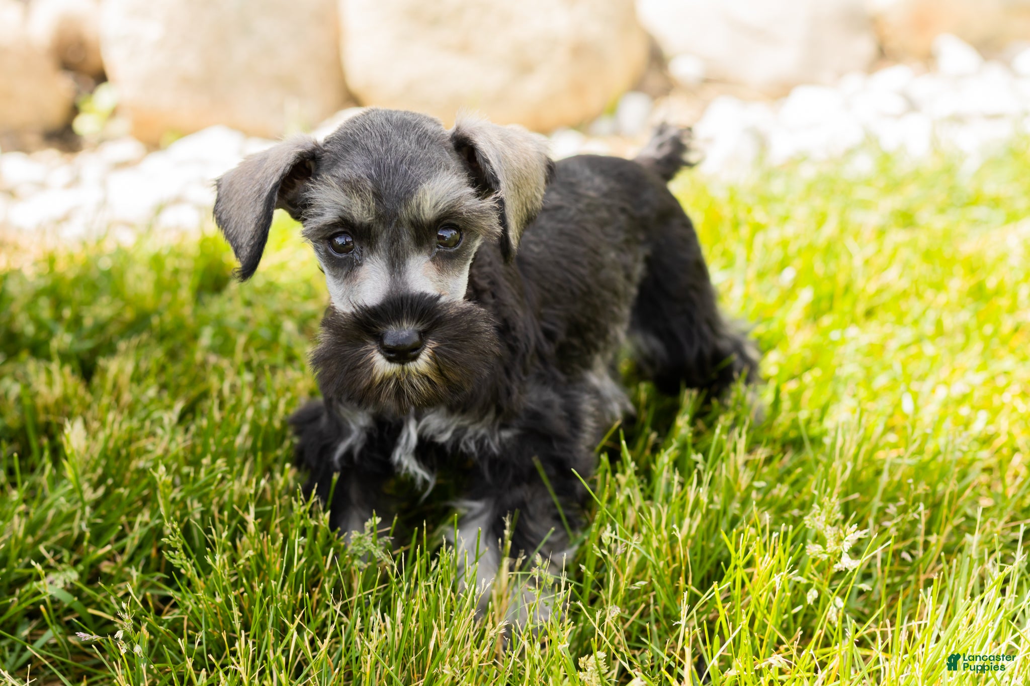 Miniature Schnauzer dogs Scarlett - Ad 35