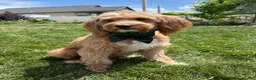 Mini Goldendoodle dogs for sale: Zeus - Ad 12