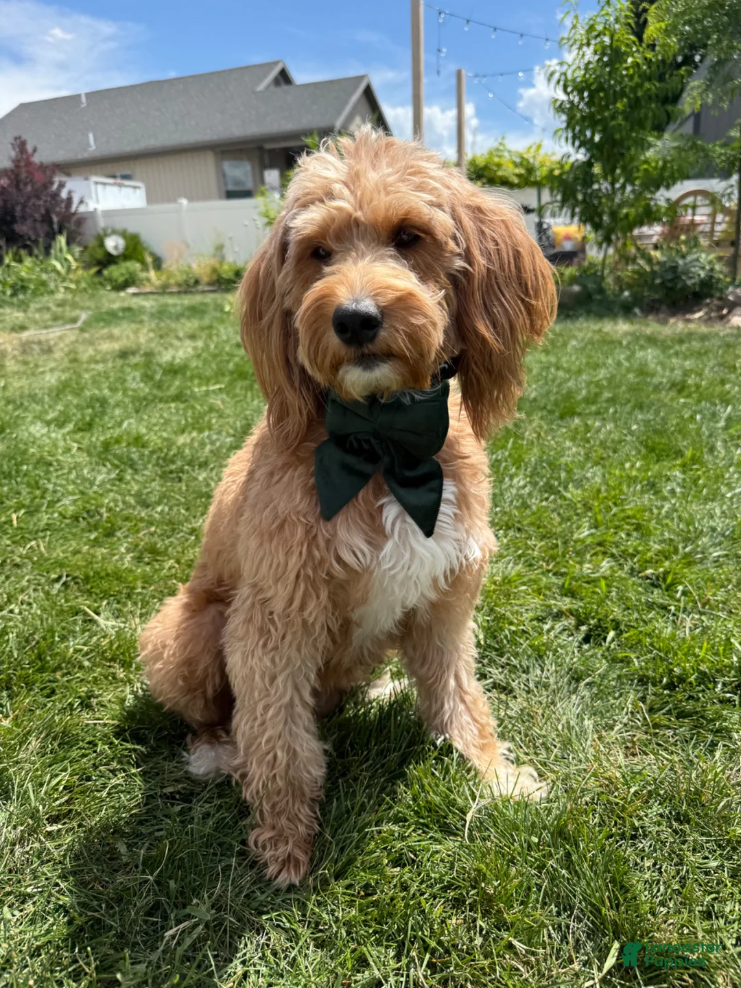 Mini Goldendoodle dogs for sale: Zeus - Ad 12