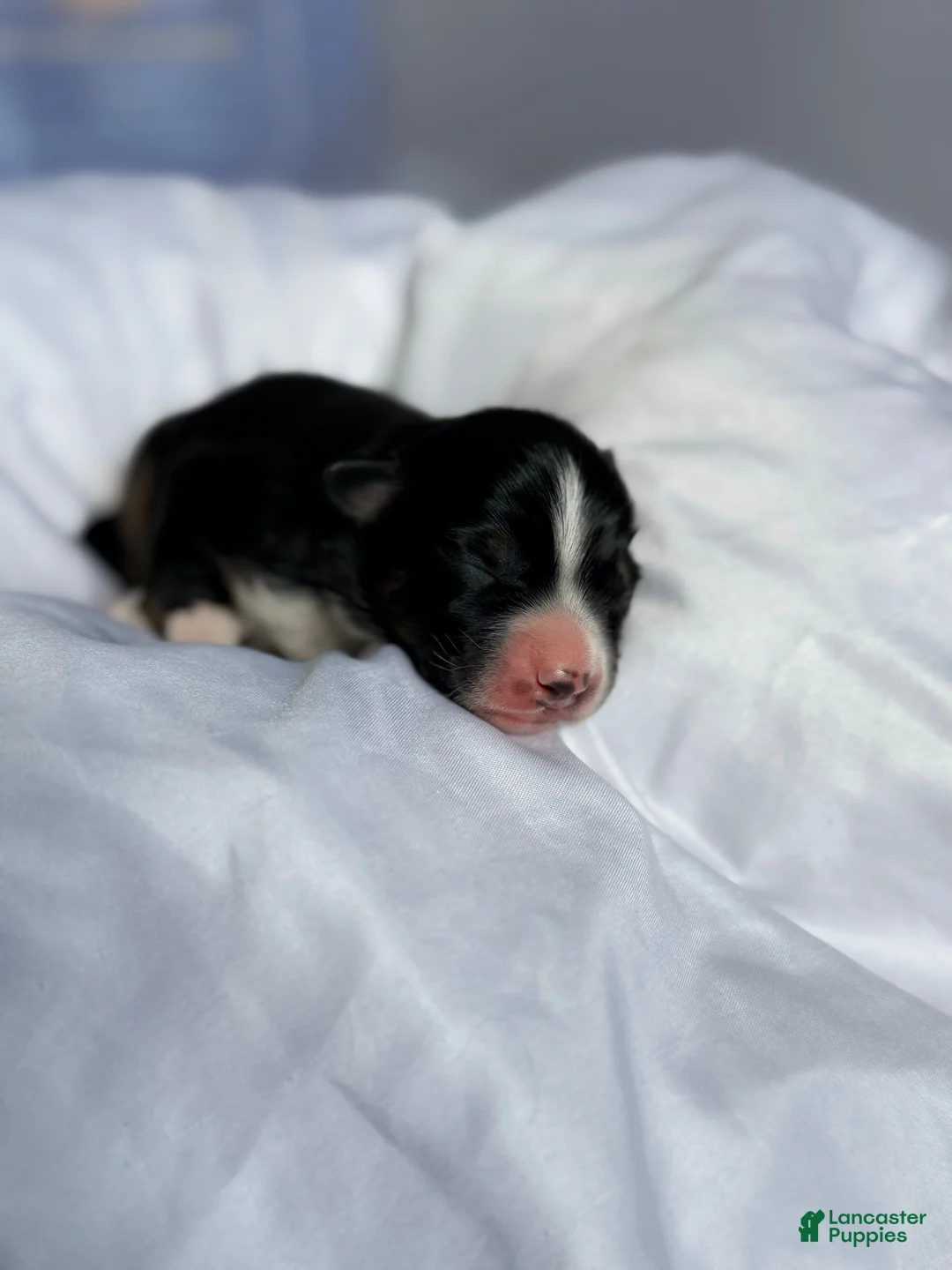Miniature Australian Shepherd dogs for sale: Male #1 - Rhysand - Ad 2