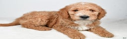 Labradoodle dogs for sale: Nitro - Ad 5