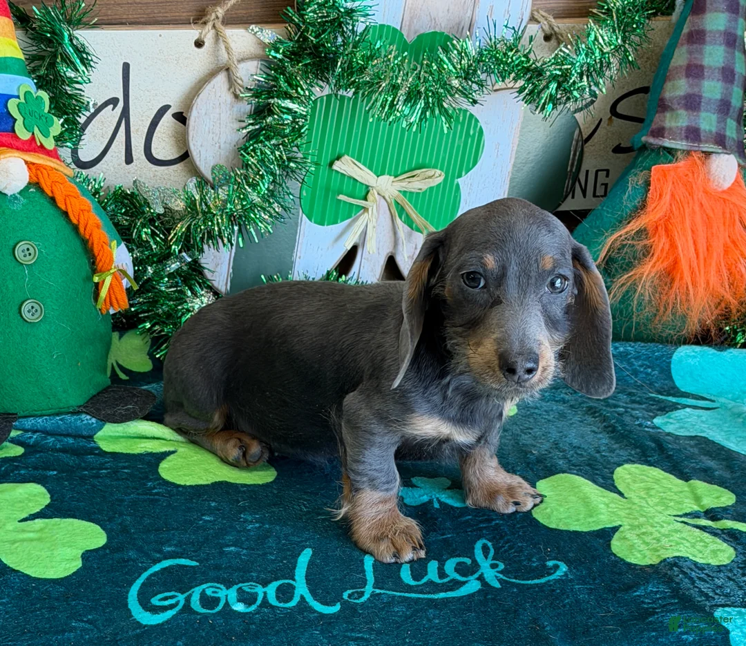Miniature Dachshund dogs for sale: Bluebell  - Ad 1