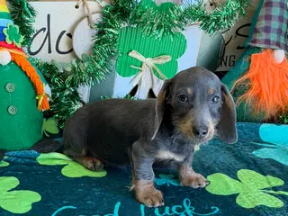 Miniature Dachshund dogs Bluebell - Ad 12
