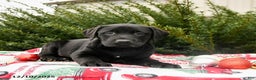 Labrador Retriever dogs for sale: Max - Ad 2
