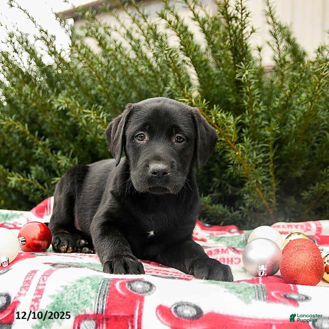 Labrador Retriever dogs for sale: Max - Ad 2