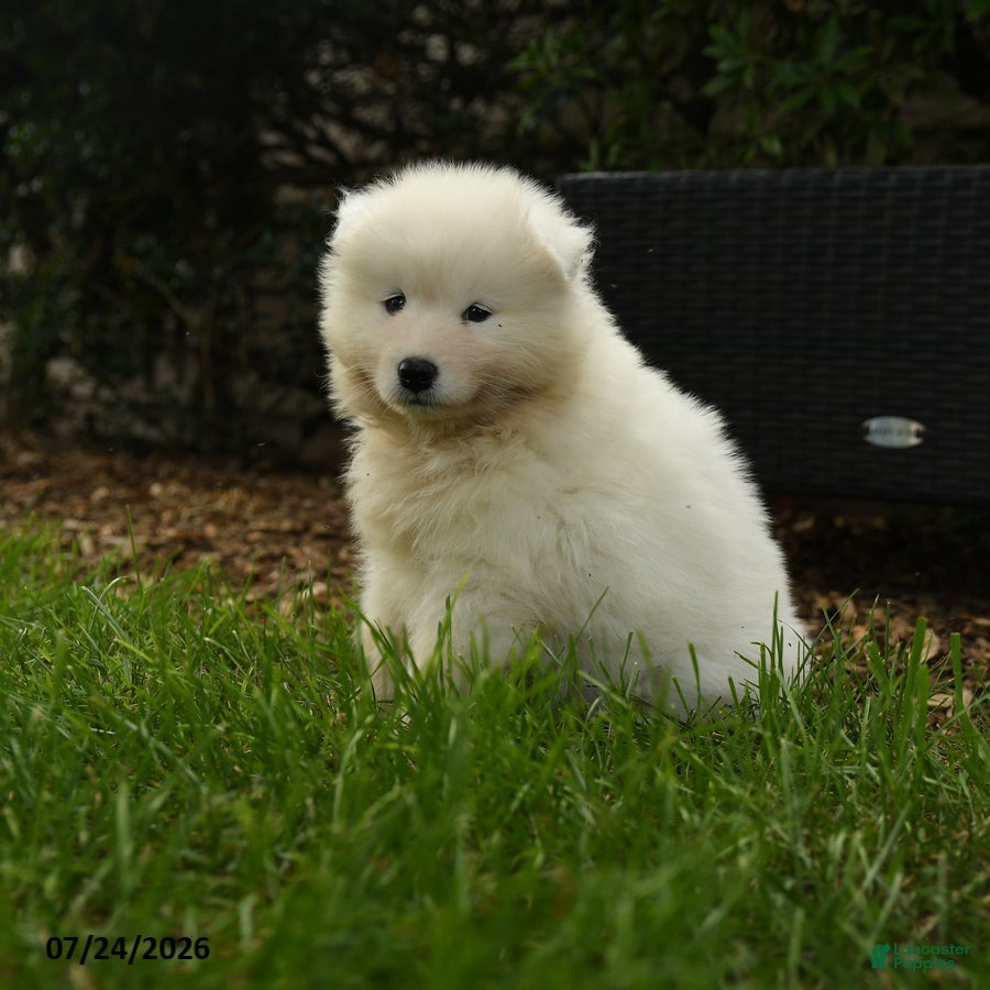 Samoyed dogs Krista - Ad 2