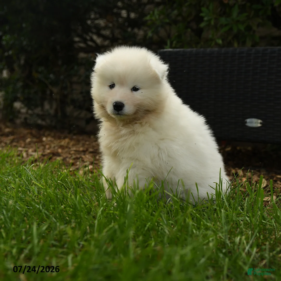Samoyed dogs for sale: Krista - Ad 2