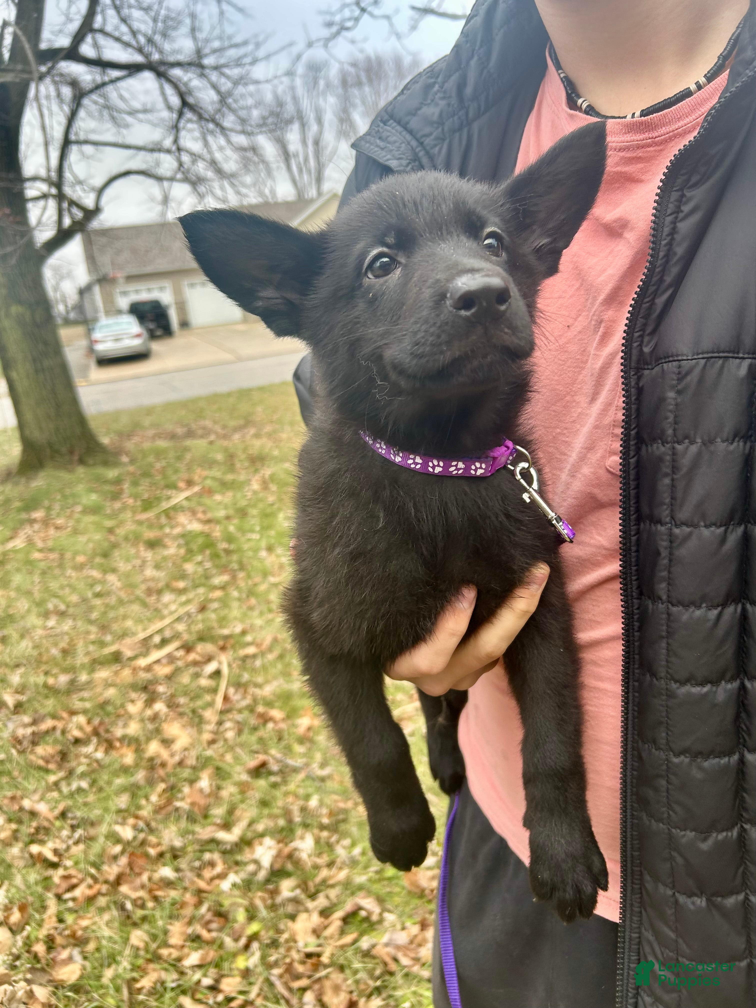 German Shepherd dogs German Shepherd Purple - Ad 7