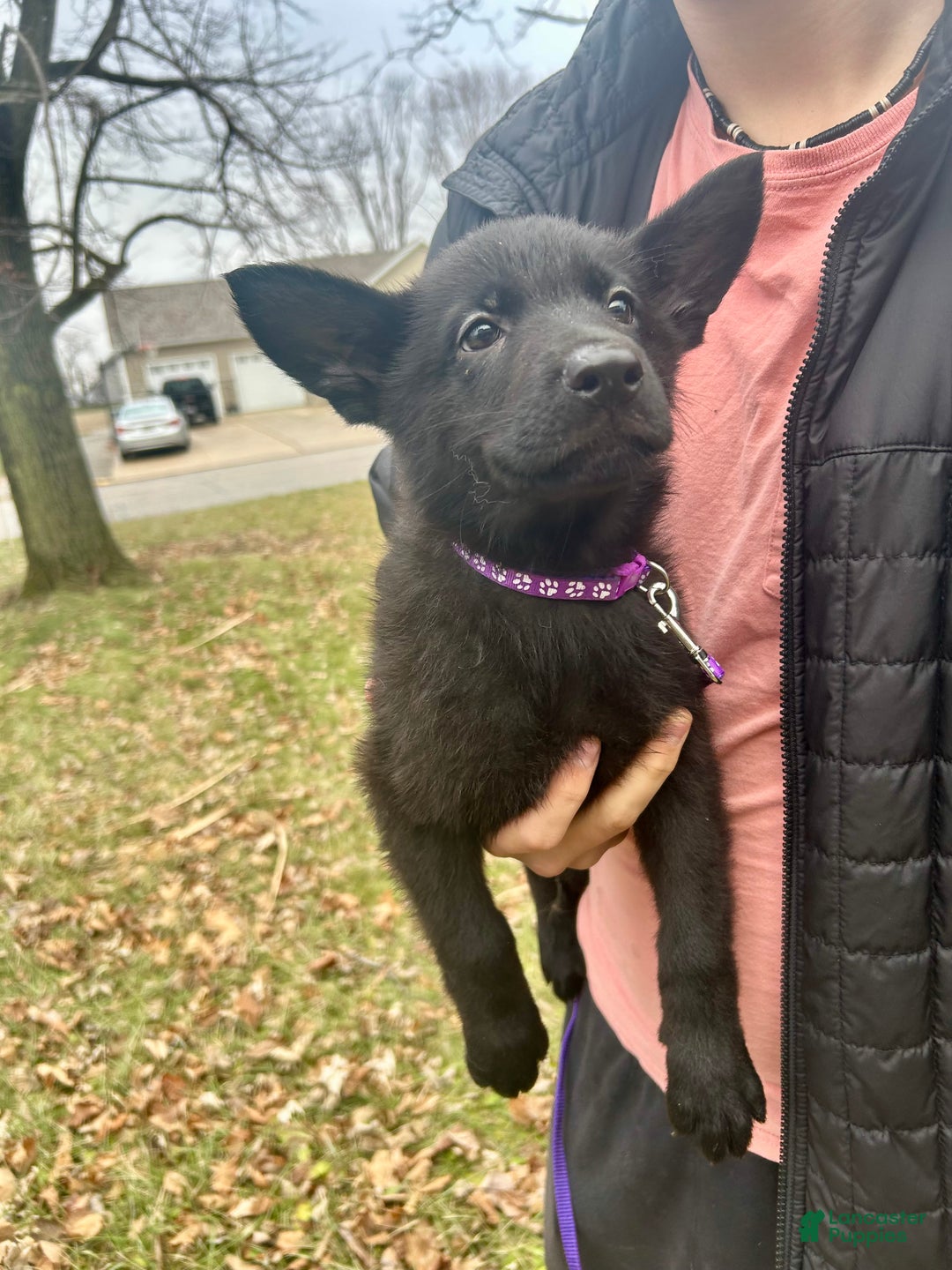 German Shepherd dogs for sale: German Shepherd Purple - Ad 1