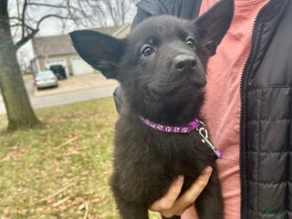 German Shepherd dogs German Shepherd Purple - Ad 41