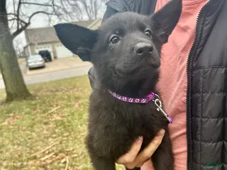 German Shepherd dogs German Shepherd Purple - Ad 16