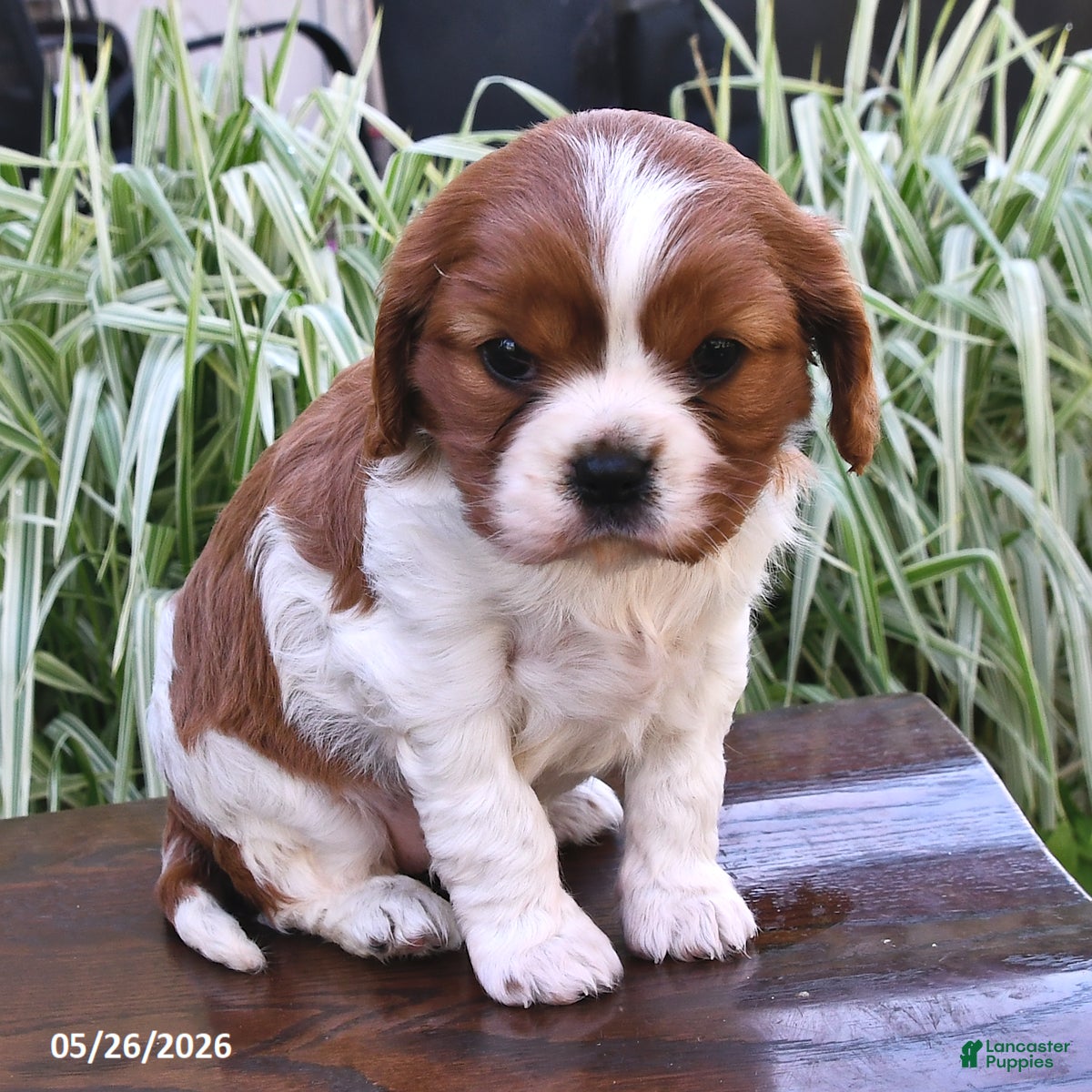Cavalier King Charles Spaniel dogs Minnie - Ad 2