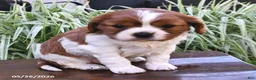 Cavalier King Charles Spaniel dogs for sale: Minnie - Ad 2