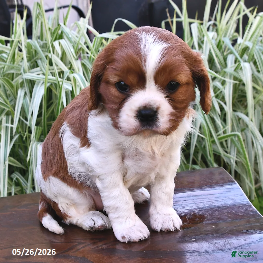 Cavalier King Charles Spaniel dogs for sale: Minnie - Ad 2
