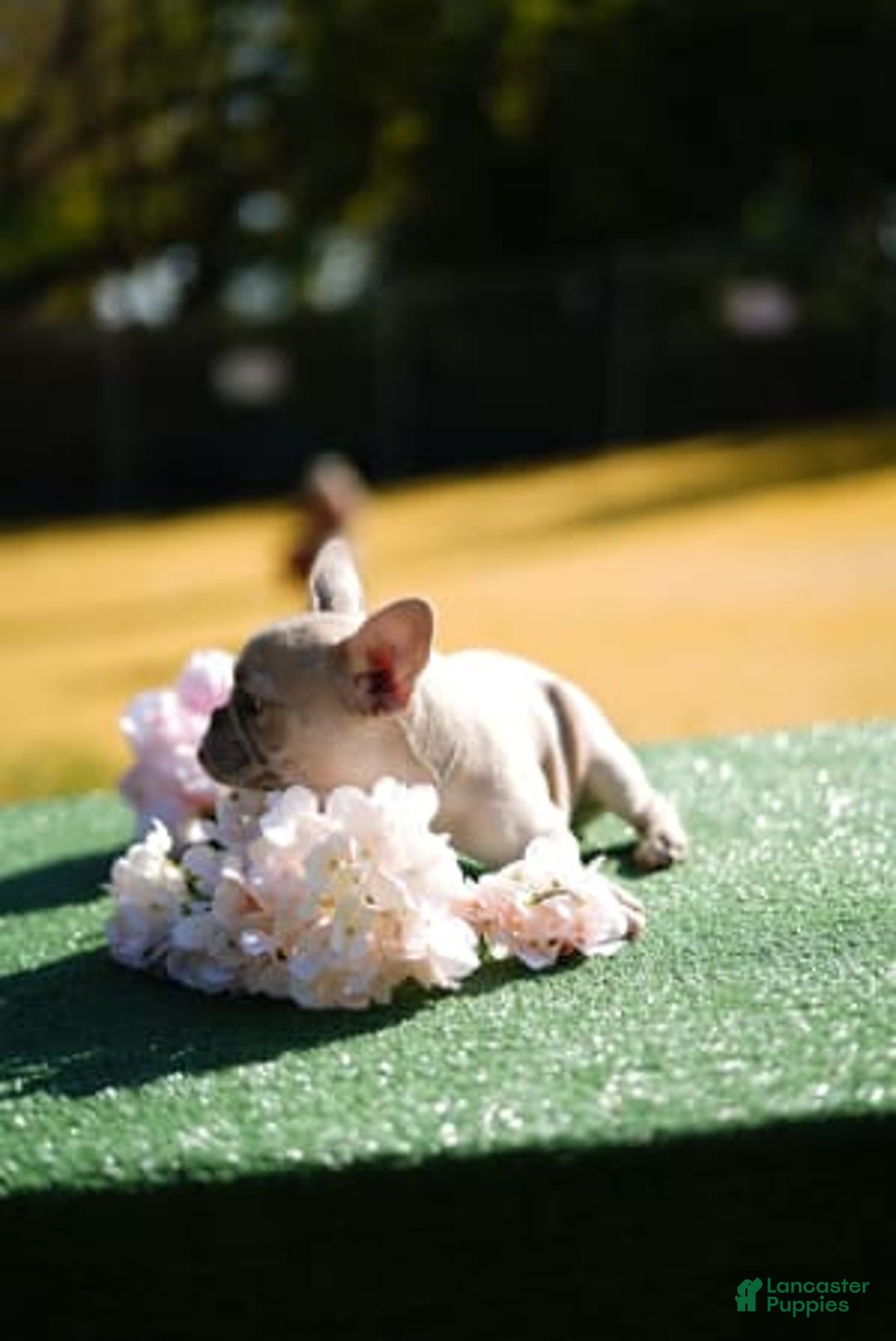 Gallery Image {{count}}