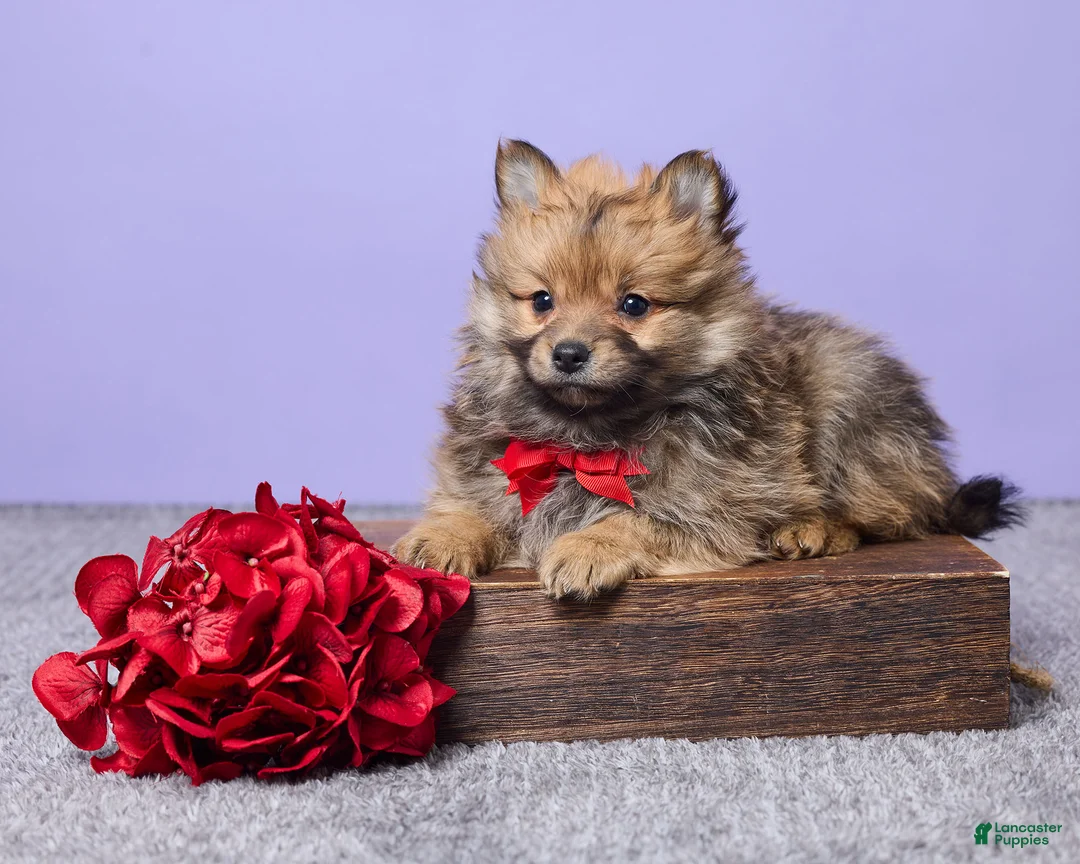 Pomeranian dogs for sale: Sammy - Ad 1