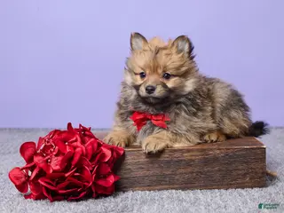 Pomeranian dogs Sammy - Ad 36