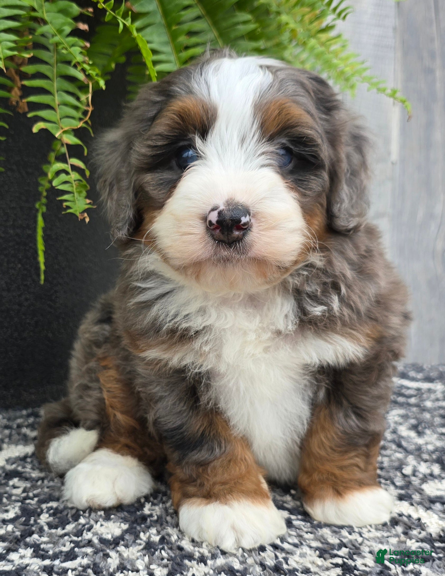Mini Bernedoodle dogs Mini Winnie - Ad 1