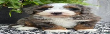 Mini Winnie