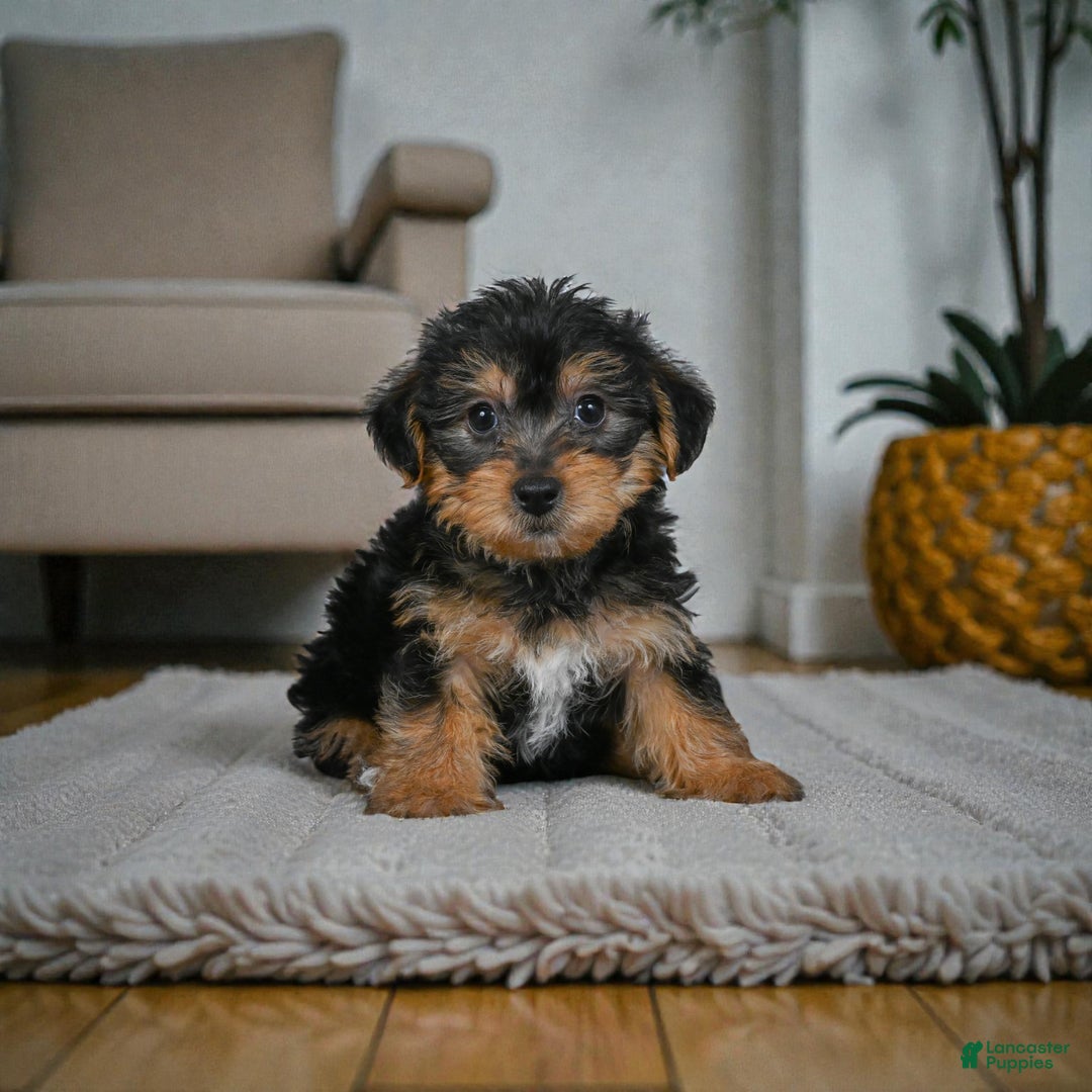 Yorkshire Terrier dogs for sale: GUS - Ad 1