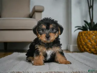 Yorkshire Terrier dogs GUS - Ad 25