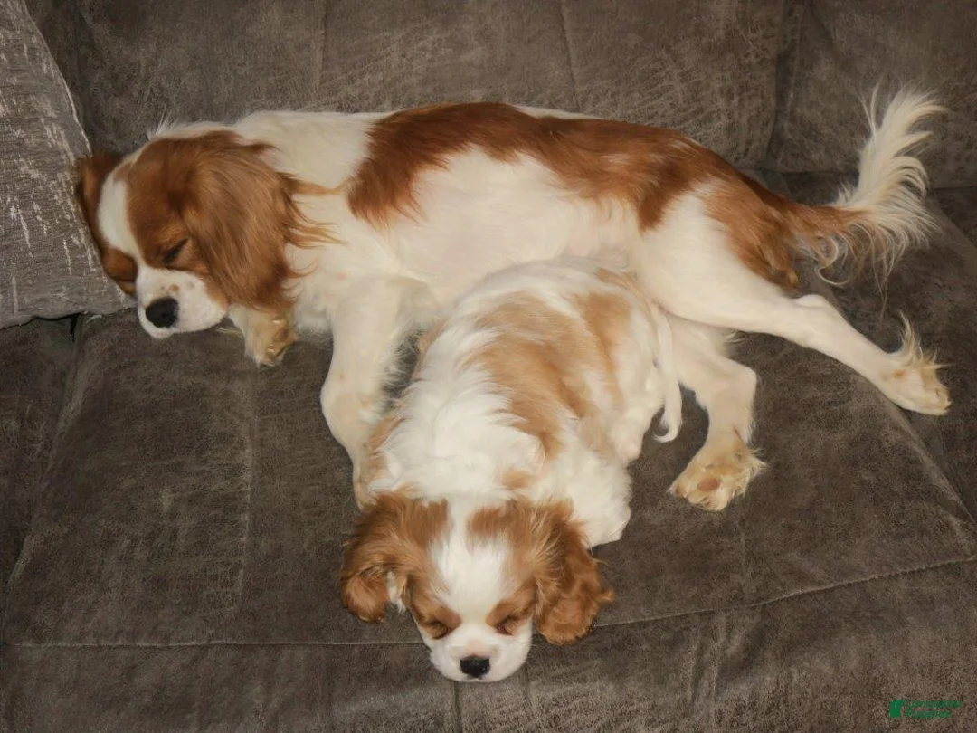 Cavalier King Charles Spaniel dogs for sale: Cavalier King Charles Spaniel Puppy 1 - Ad 8