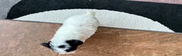 Havapoo dogs for sale: Havapoo girl 1 - Ad 12