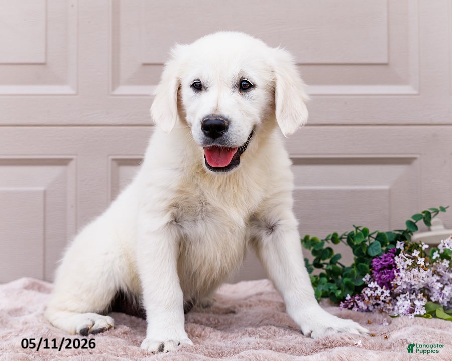Golden Retriever dogs Missy - Ad 2