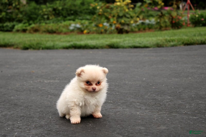 Pomeranian dogs Leesa - Ad 2