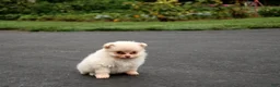 Pomeranian dogs for sale: Leesa - Ad 2
