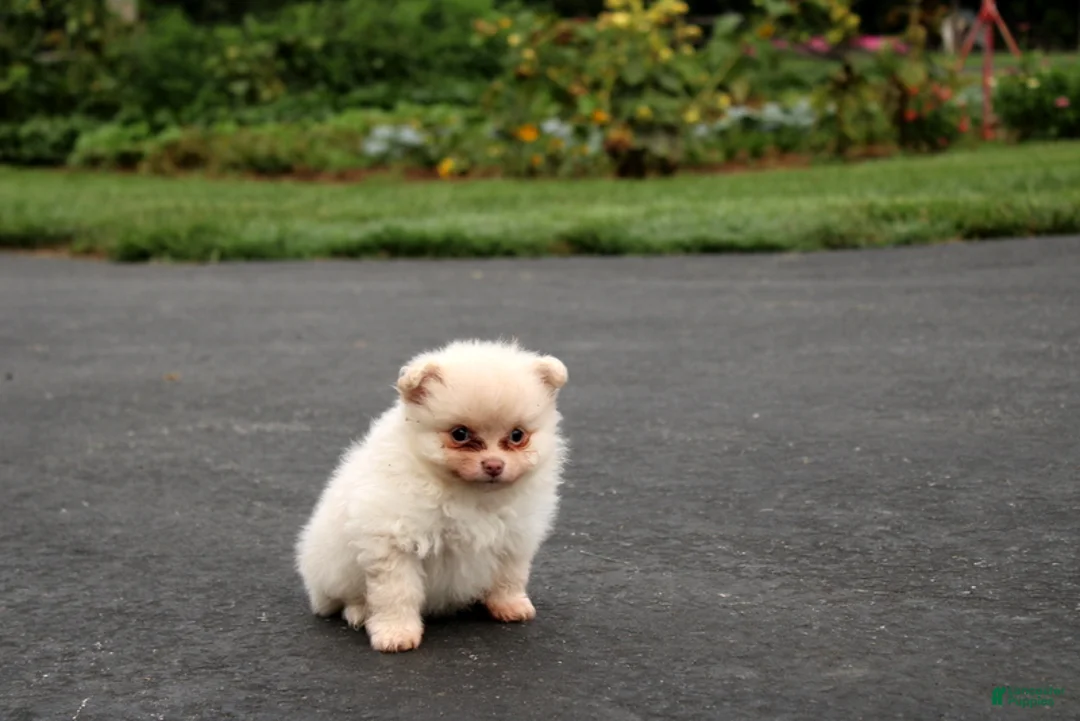 Pomeranian dogs for sale: Leesa - Ad 2