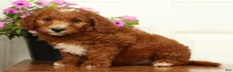 Mini Goldendoodle dogs for sale: Champ - Ad 4