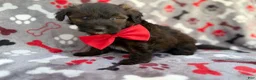 Aussiedoodle dogs for sale: Duce - Ad 2