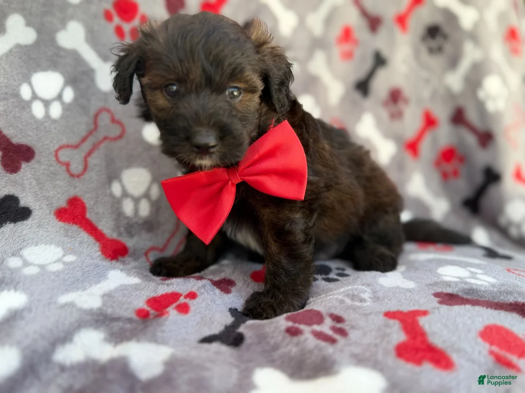 Aussiedoodle dogs for sale: Duce - Ad 2