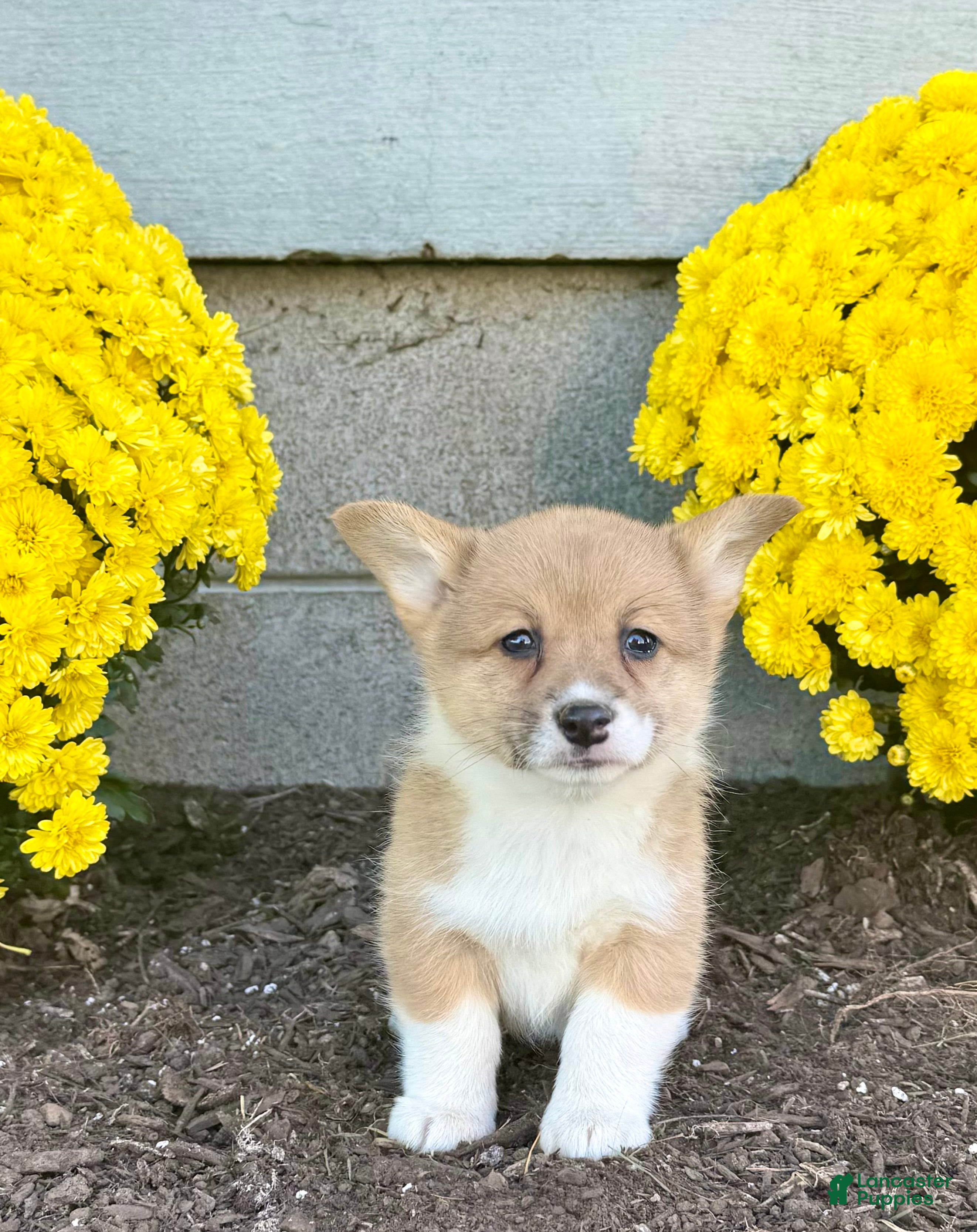 Welsh Corgi Pembroke dogs for sale: Sally - Ad 1