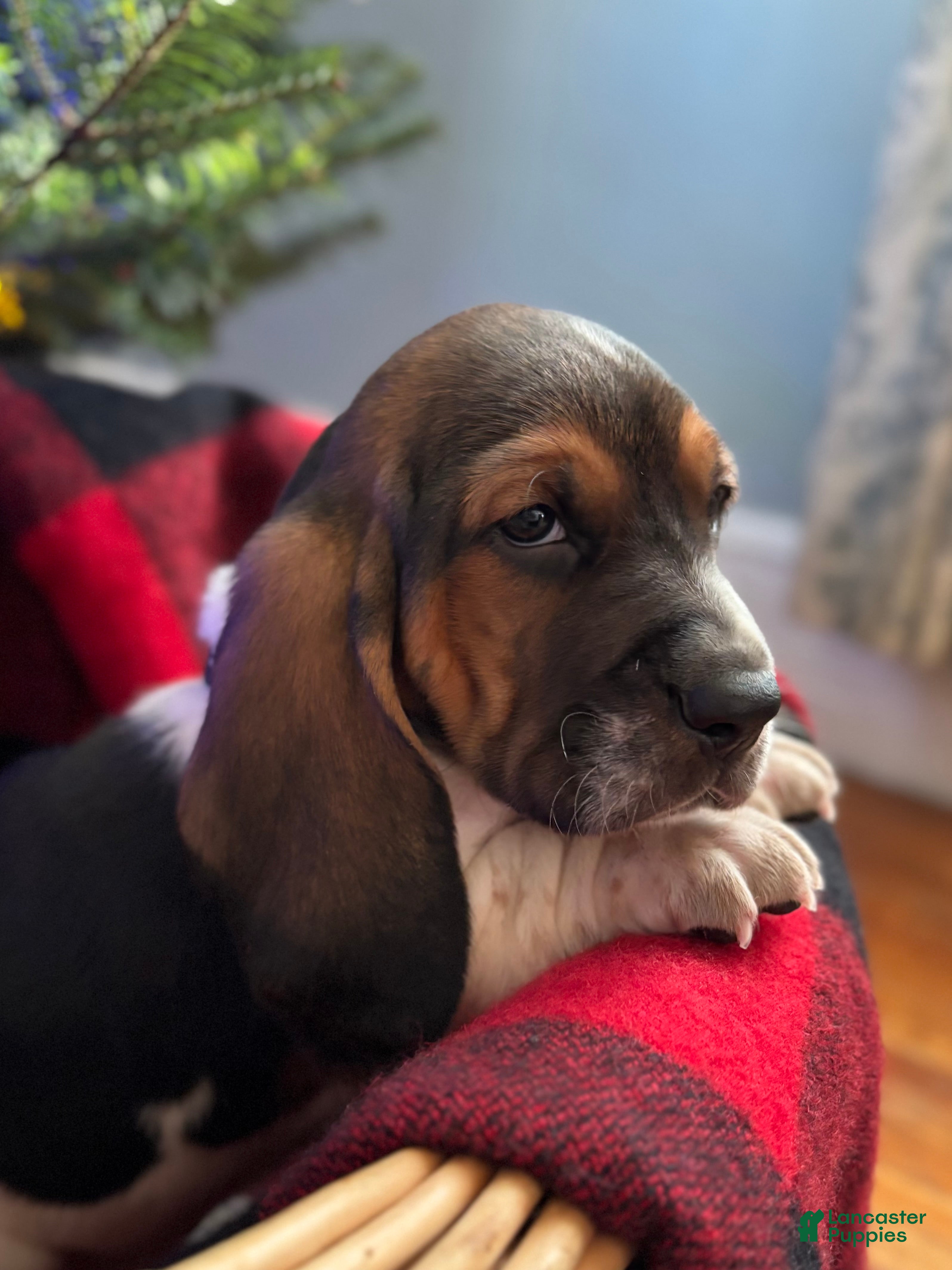 Basset Hound dogs Ralphie - Ad 8