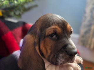 Basset Hound dogs Ralphie - Ad 29