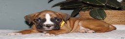 Boxer dogs for sale: Boxer Puppy 2 - Ad 5