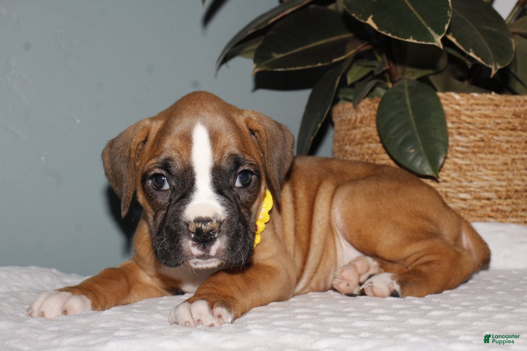 Boxer dogs for sale: Boxer Puppy 2 - Ad 5