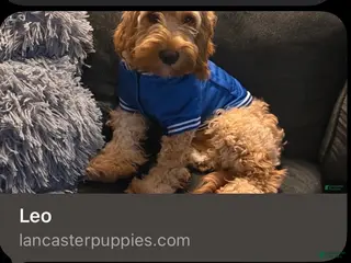 Cavapoo dogs Cavapoo Puppy 1 - Ad 21