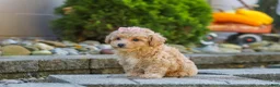 Maltipoo dogs for sale: Posie - Ad 7