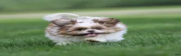 Shih Tzu dogs for sale: Rusty Shih Tzu  - Ad 4