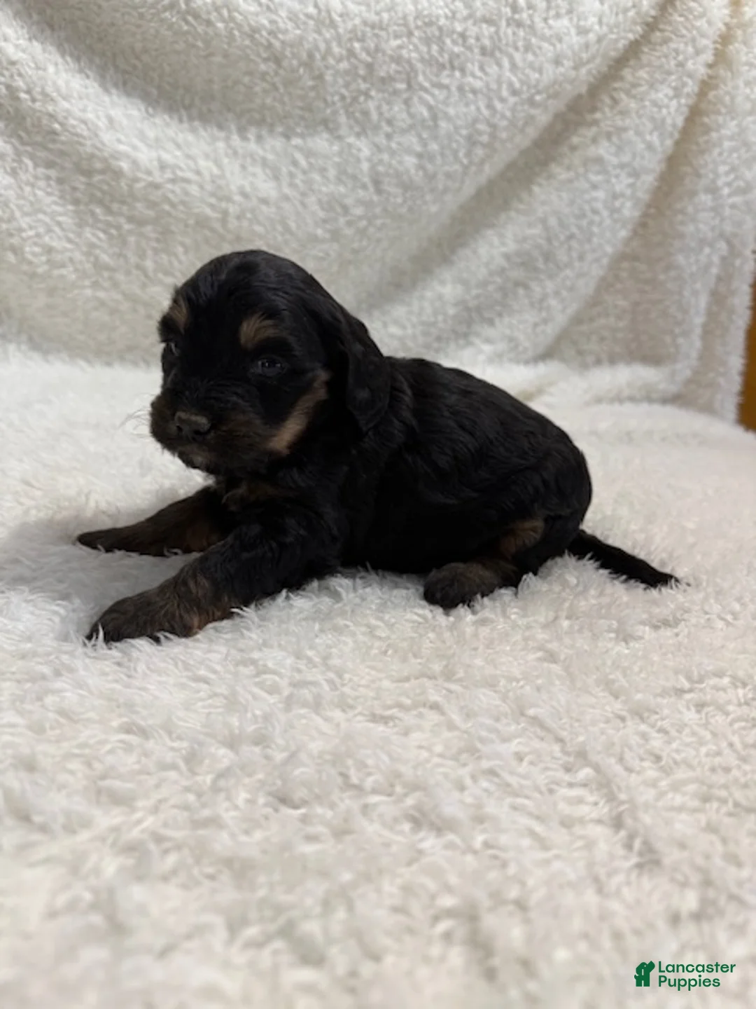 Cavapoo dogs for sale: Cavapoo Puppy 7 - Ad 3