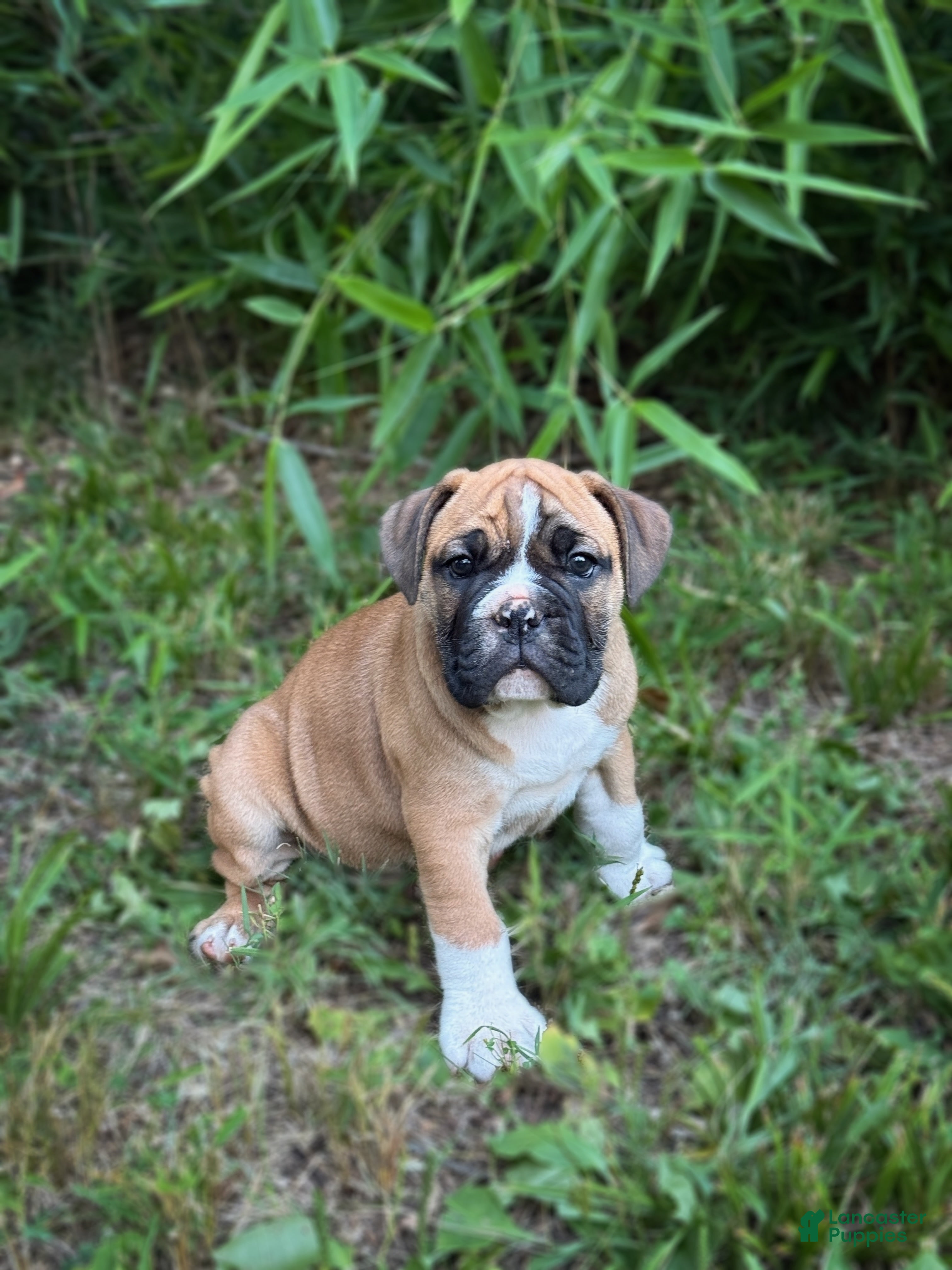 Mixed Breed dogs for sale: Seven - Ad 3