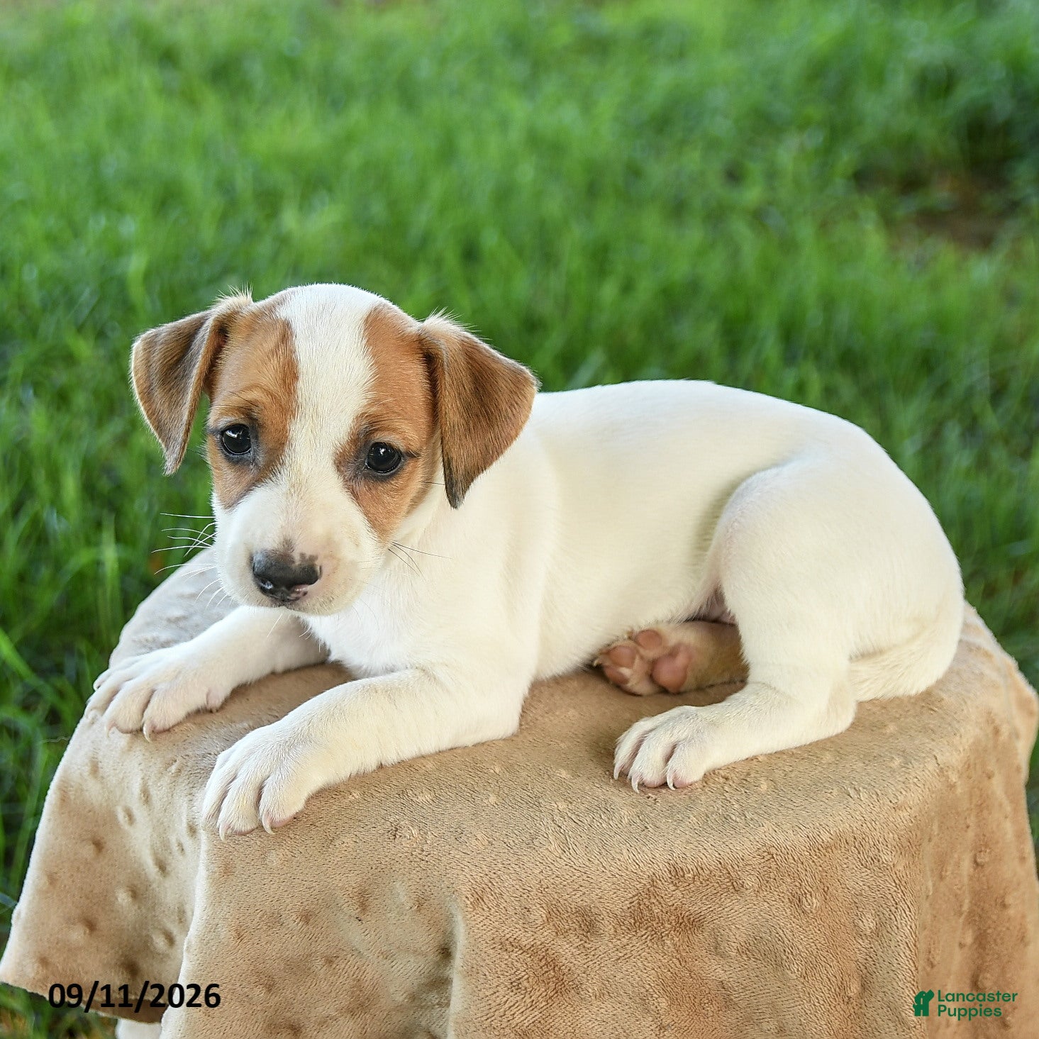 Jack Russell Terrier dogs Penny - Ad 2